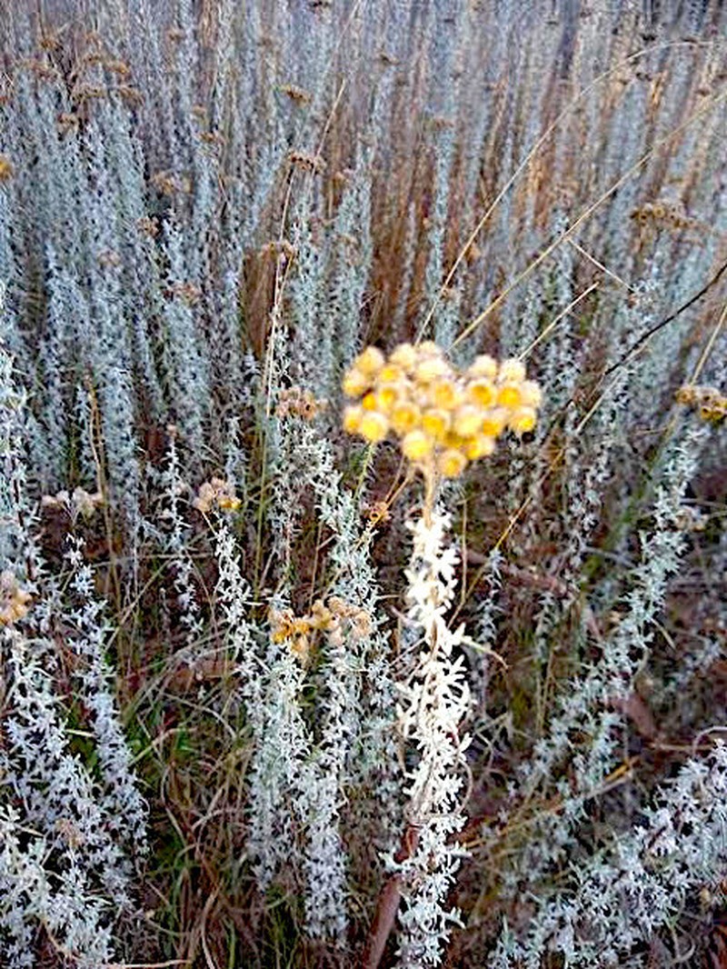 Chrysocephalum semipapposum photo 7