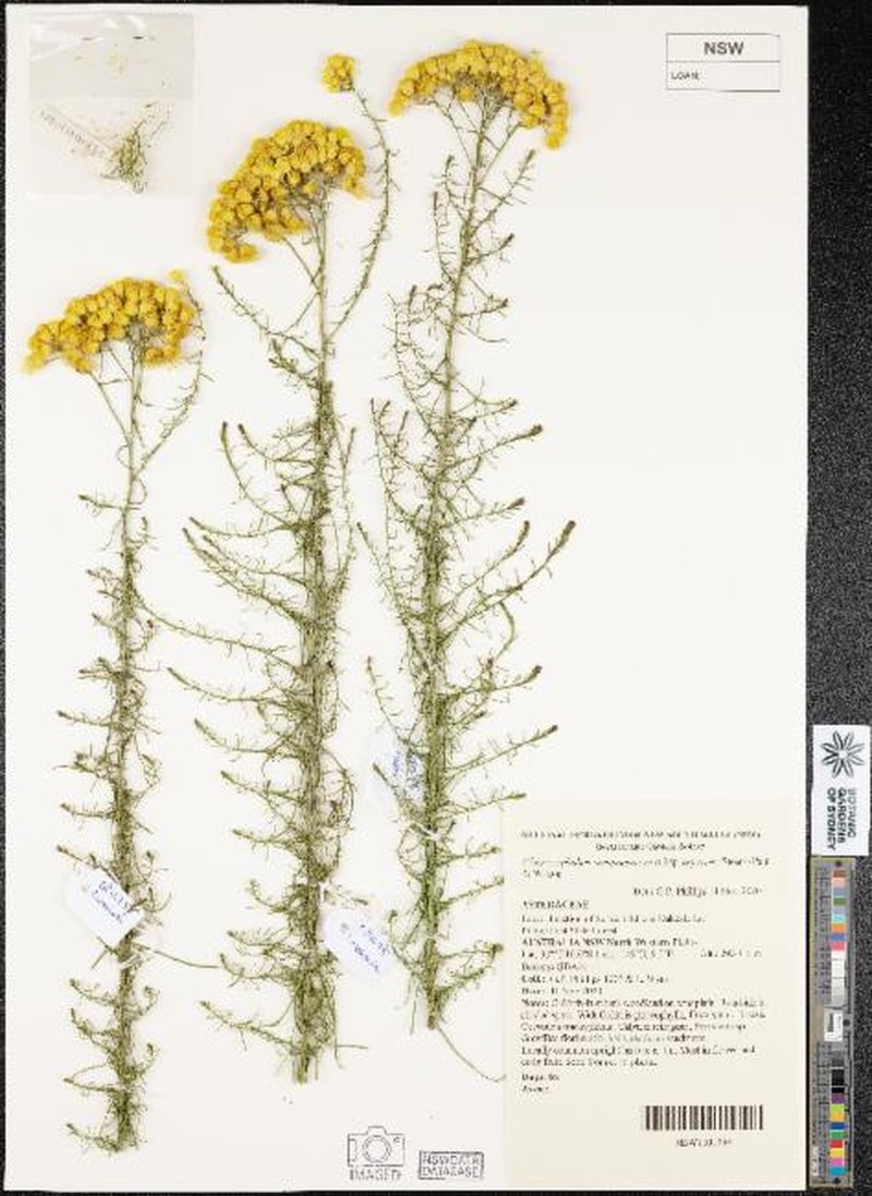 Chrysocephalum semipapposum subsp. asperum