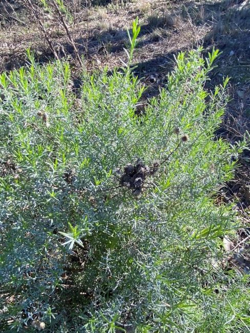 Chrysocephalum semipapposum subsp. brevifolium