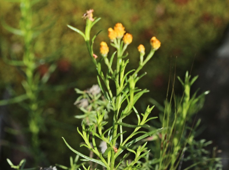 Chrysocephalum semipapposum subsp. brevifolium photo 2