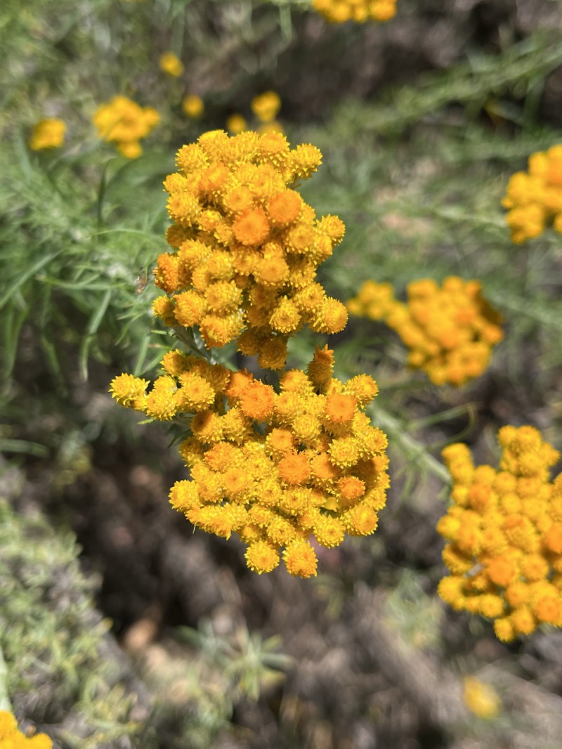 Chrysocephalum semipapposum subsp. lineare