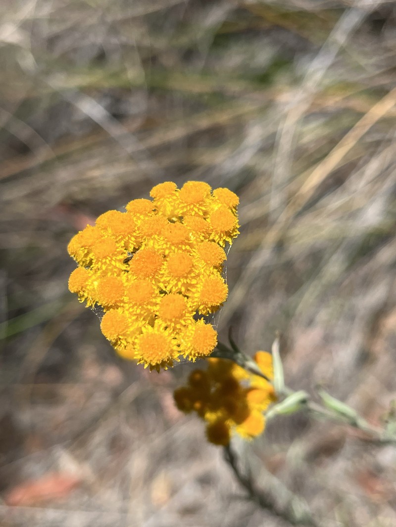 Chrysocephalum semipapposum subsp. lineare photo 2