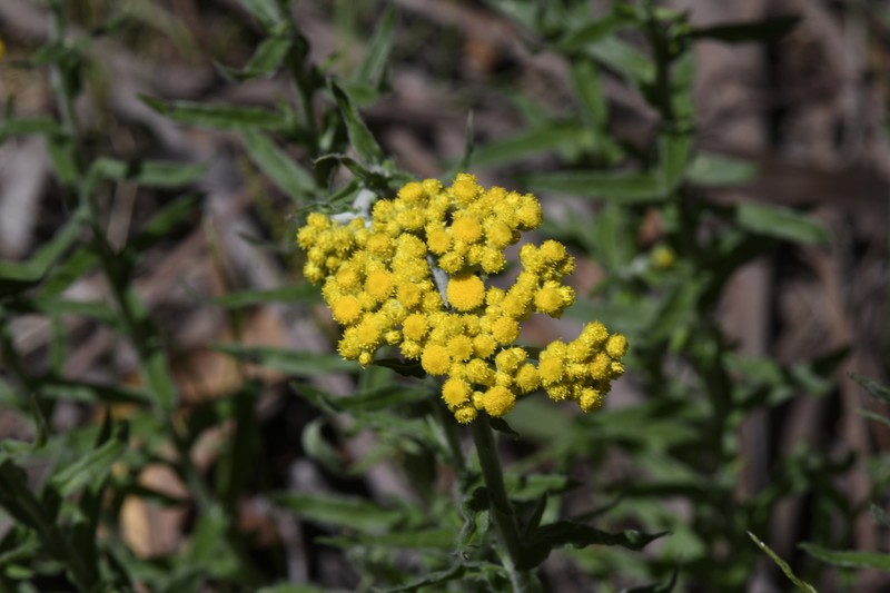 Chrysocephalum semipapposum subsp. lineare photo 3