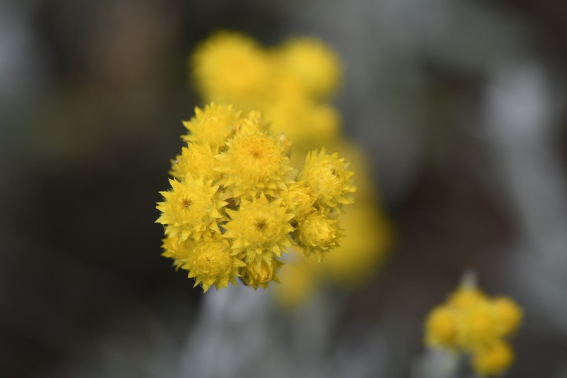 Chrysocephalum semipapposum subsp. lineare photo 4