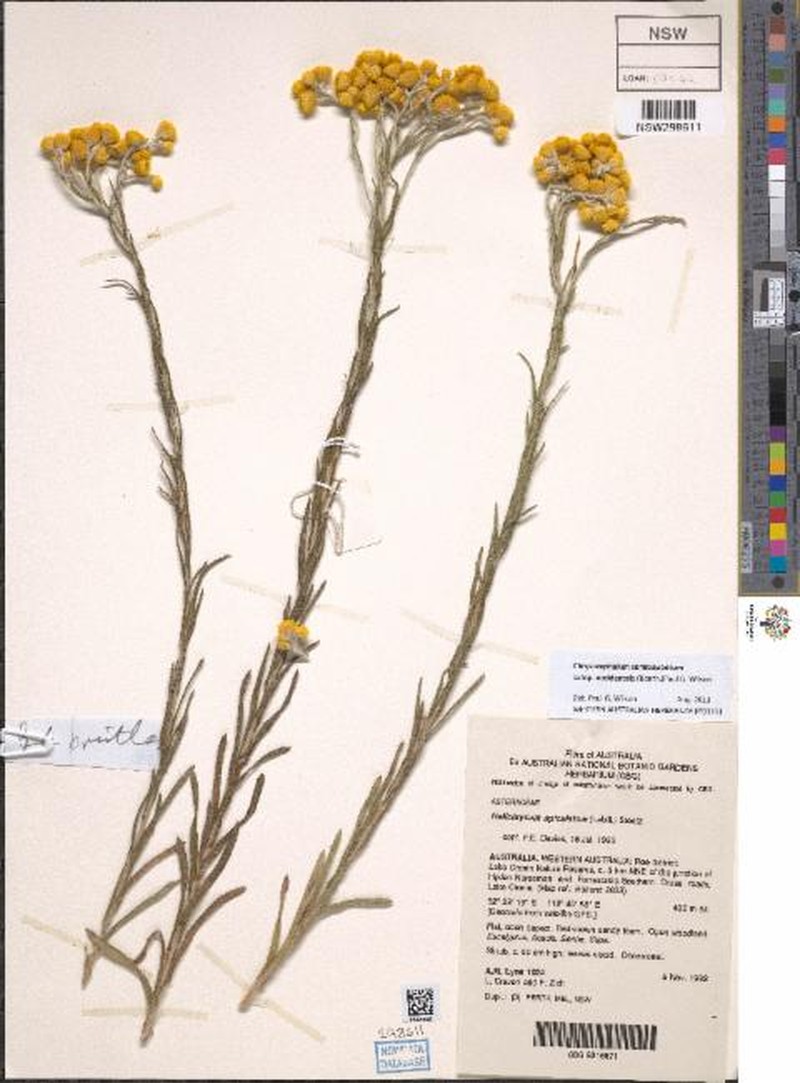 Chrysocephalum semipapposum subsp. occidentale