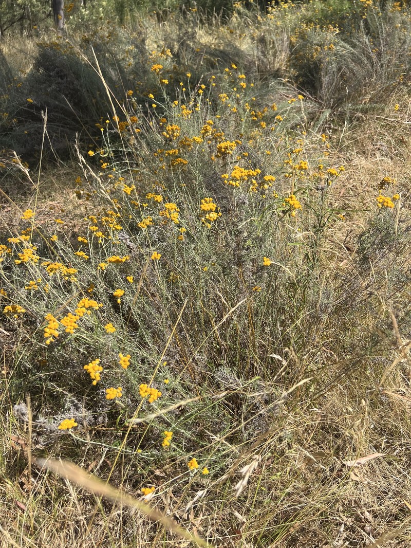 Chrysocephalum semipapposum subsp. semipapposum