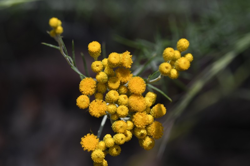 Chrysocephalum semipapposum subsp. semipapposum photo 2