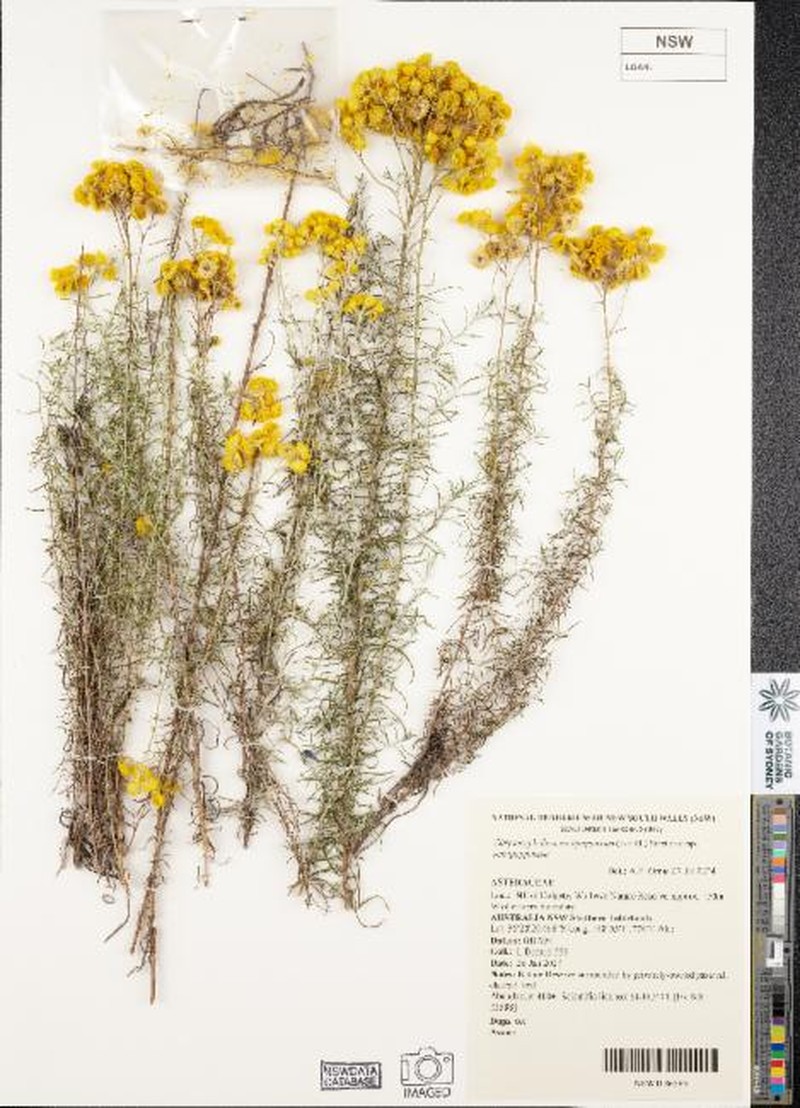 Chrysocephalum semipapposum subsp. semipapposum photo 3