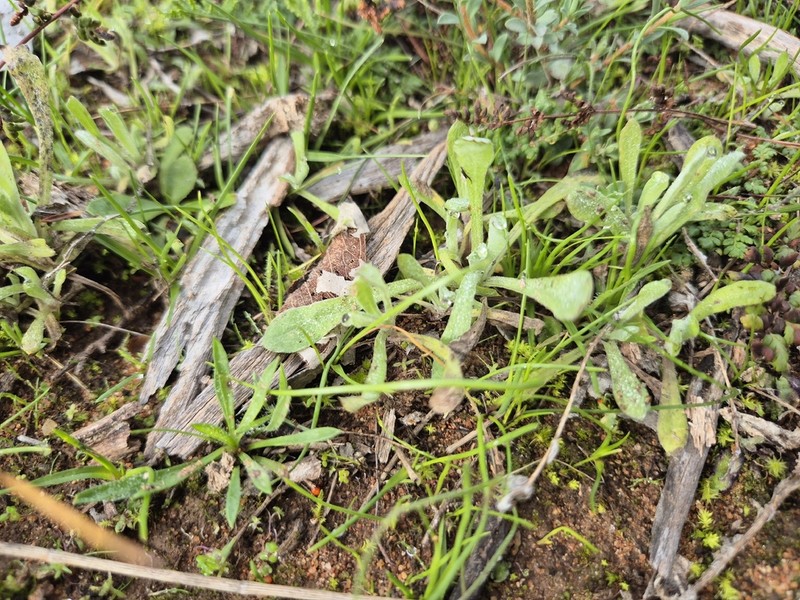 Chrysocephalum vitellinum photo 5