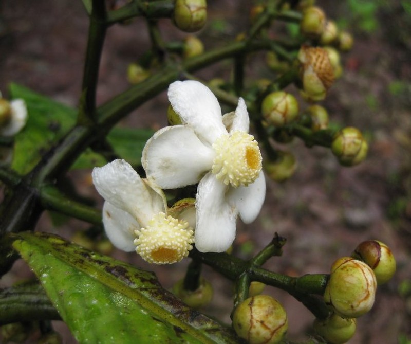 Chrysochlamys chrisharonii