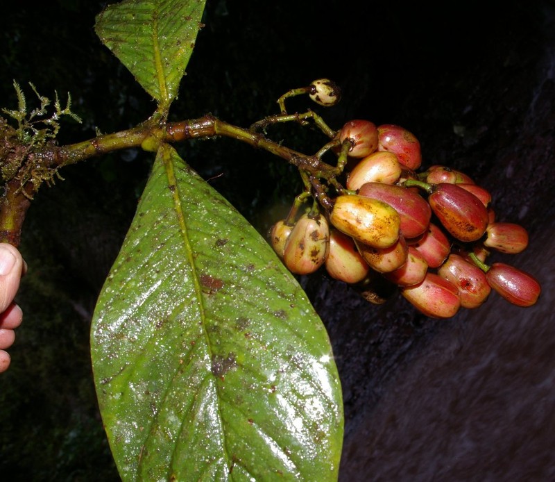 Chrysochlamys chrisharonii photo 2