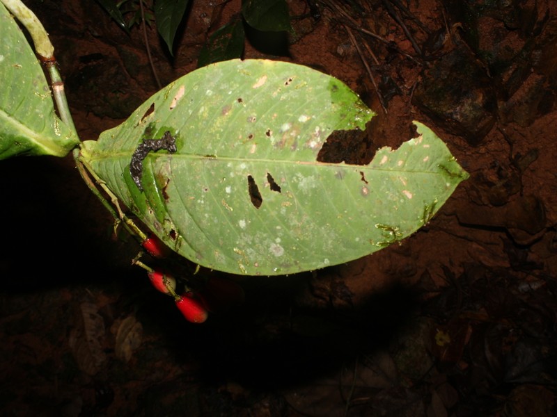 Chrysochlamys croatii