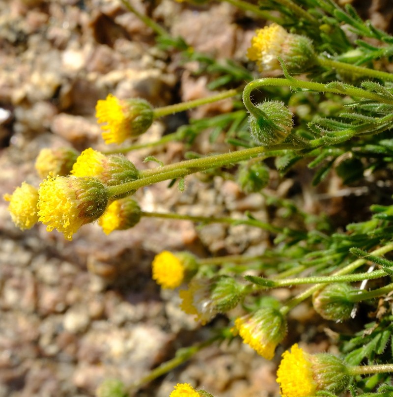 Chrysocoma cernua photo 2