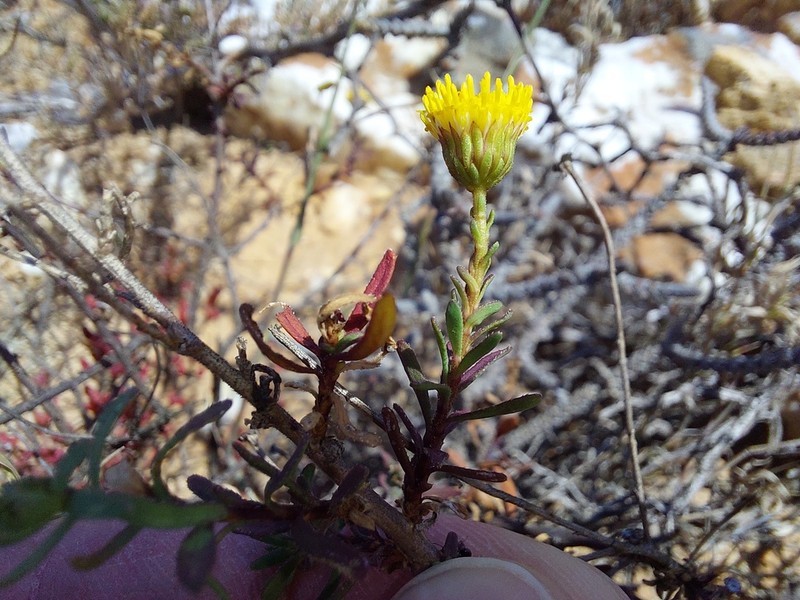 Chrysocoma cernua photo 3