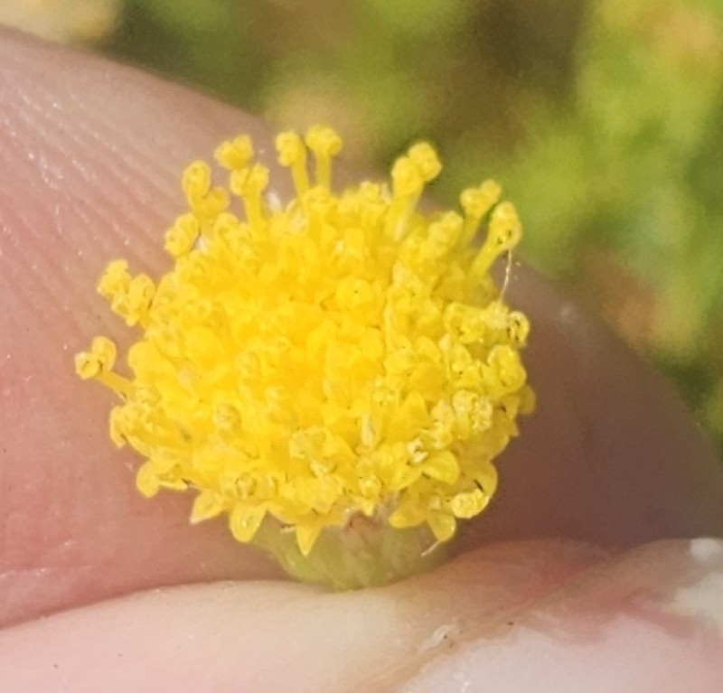 Chrysocoma cernua photo 4
