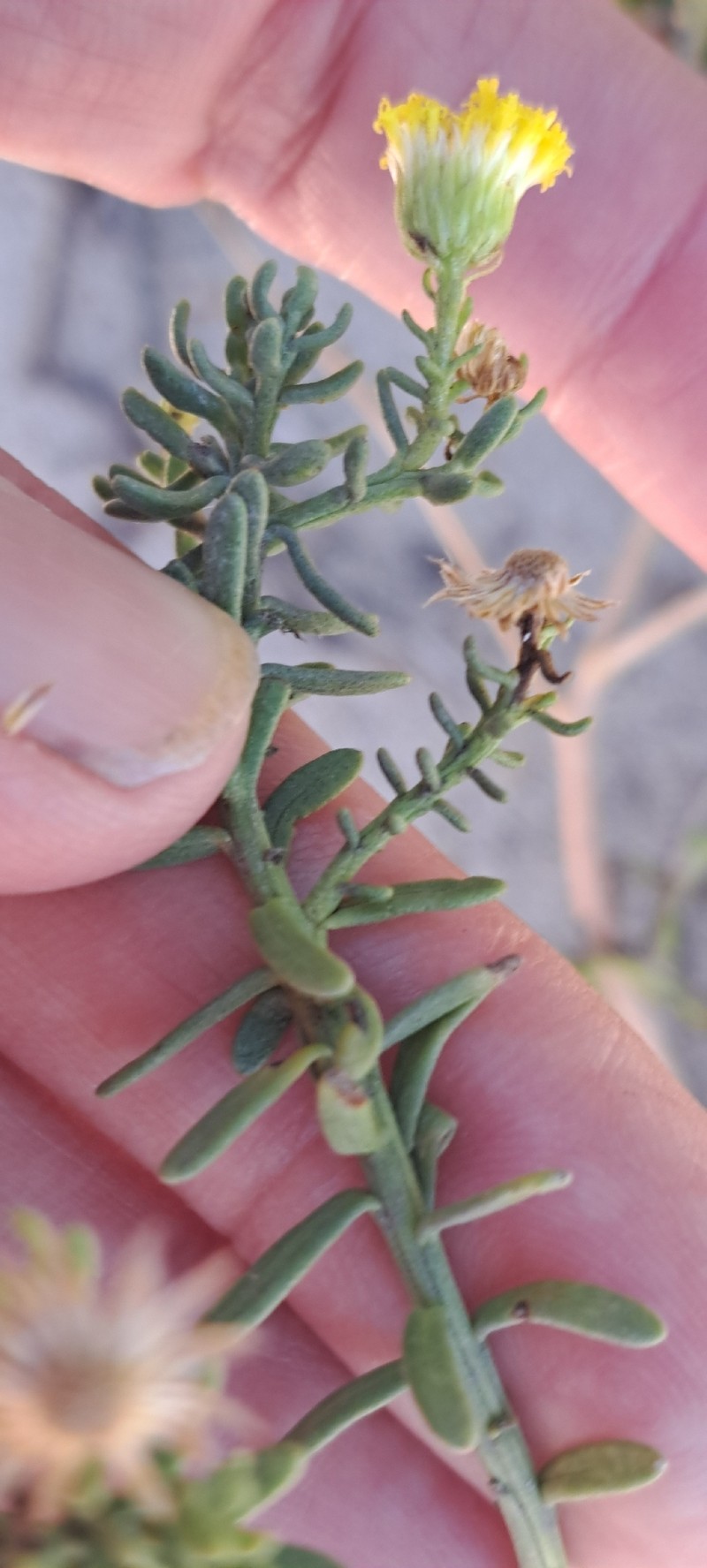 Chrysocoma cernua photo 5