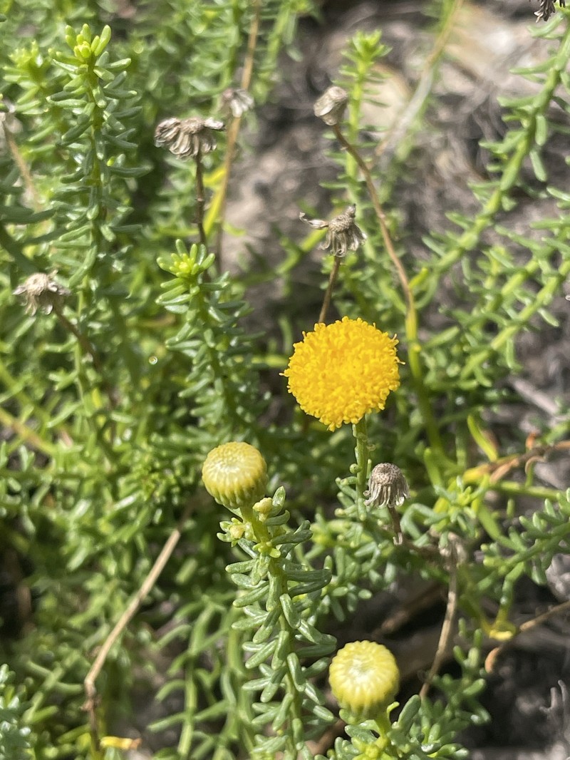 Chrysocoma cernua photo 6