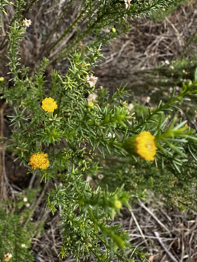 Chrysocoma cernua photo 7