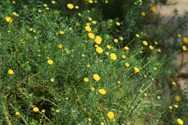 Chrysocoma cernua