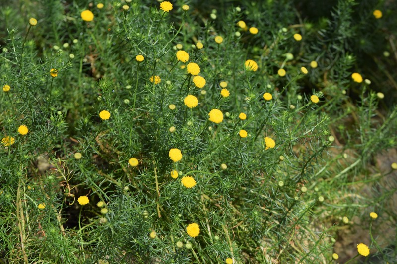 Chrysocoma cernua photo 8
