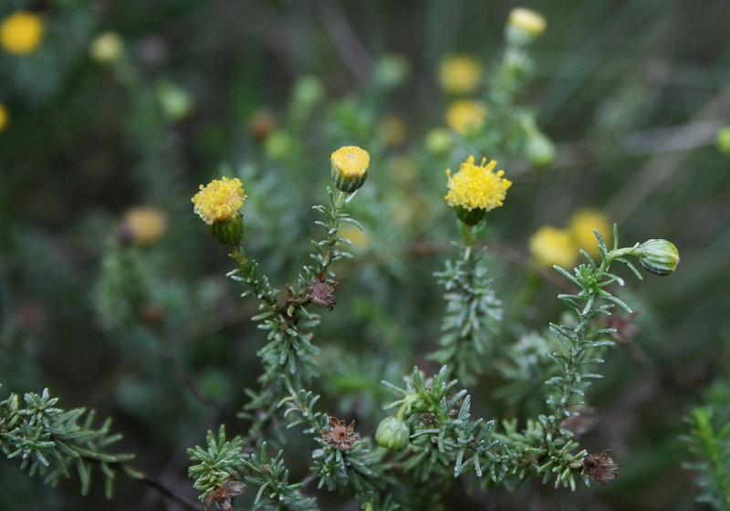 Chrysocoma ciliata