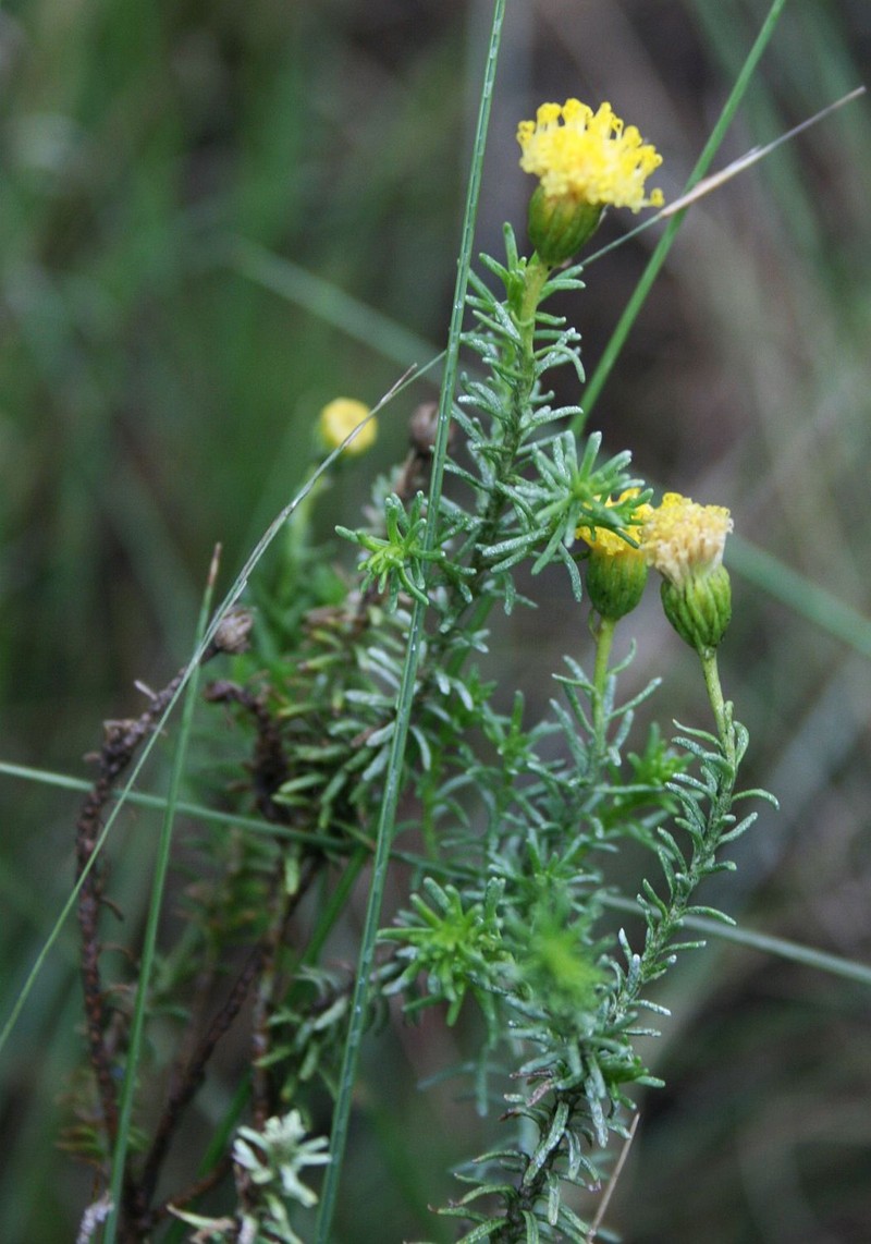Chrysocoma ciliata photo 2