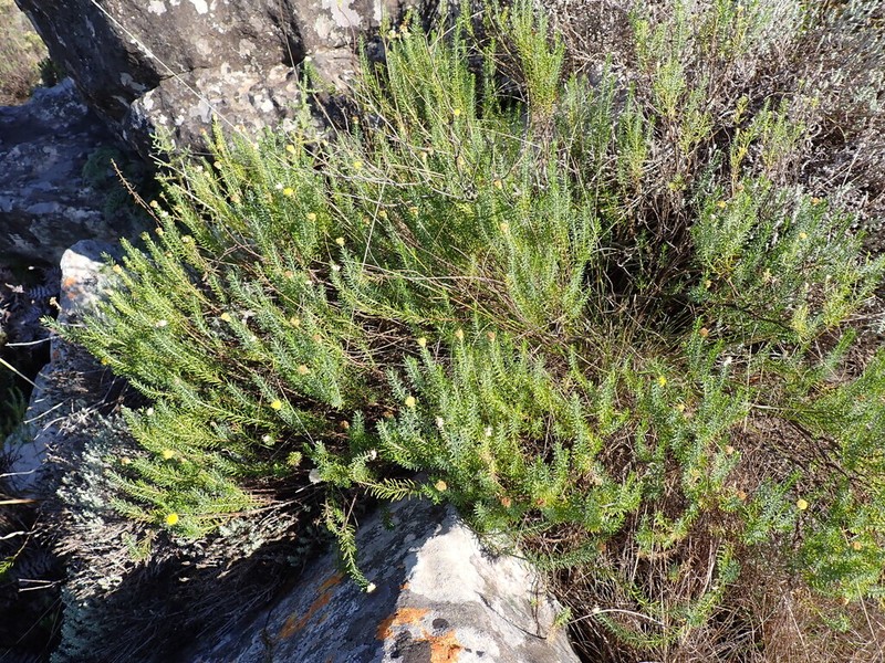 Chrysocoma ciliata photo 3