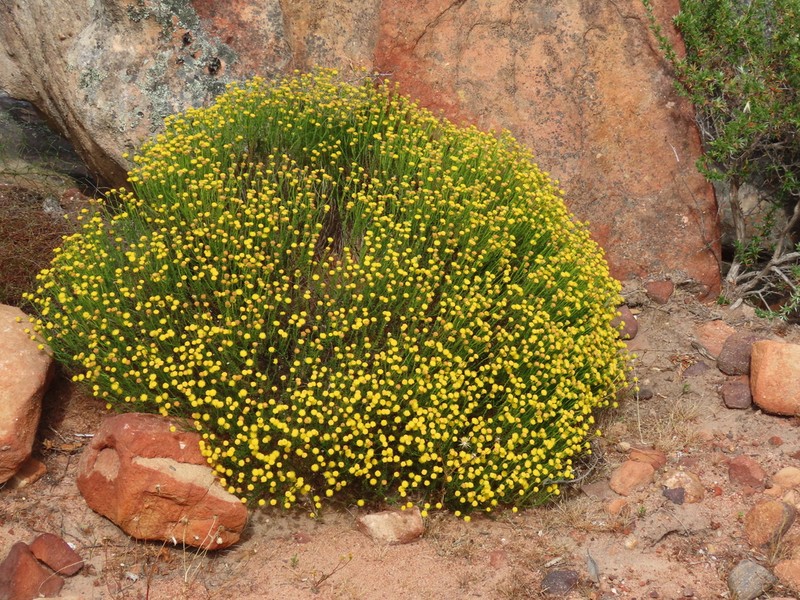 Chrysocoma ciliata photo 4