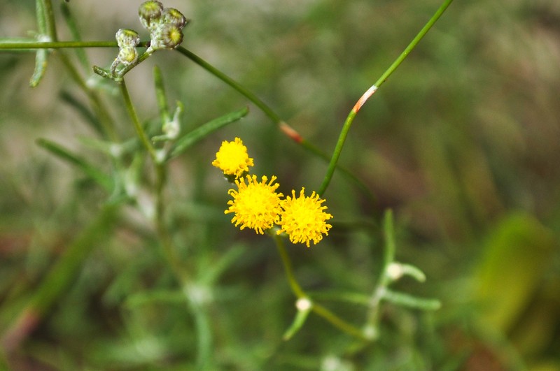 Chrysocoma ciliata photo 5