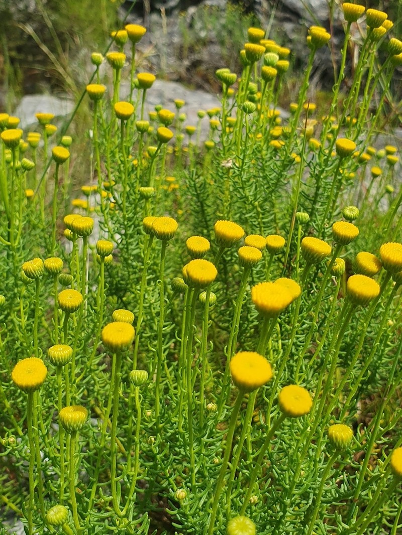 Chrysocoma coma-aurea photo 6