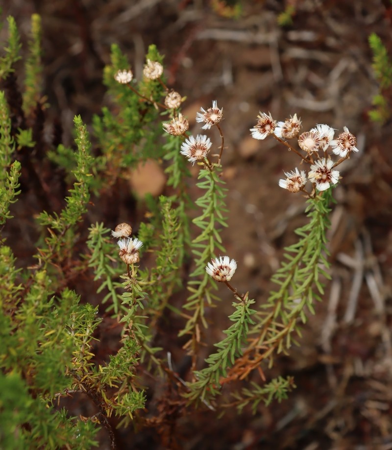 Chrysocoma coma-aurea photo 7