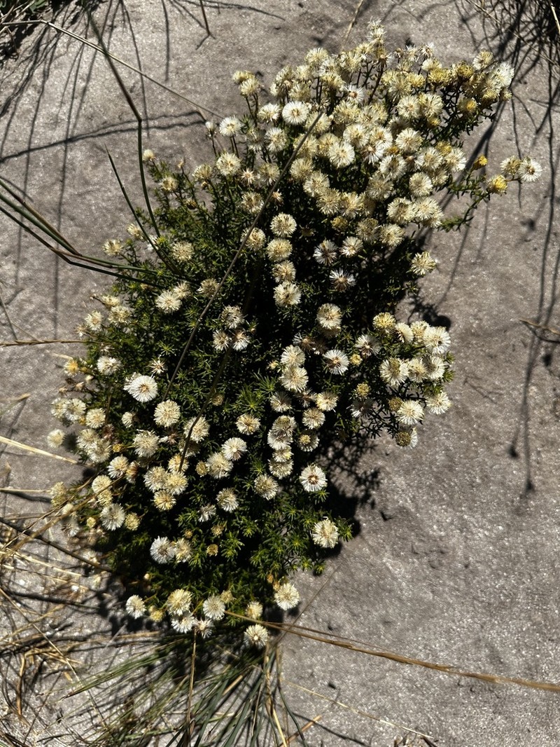 Chrysocoma coma-aurea photo 8