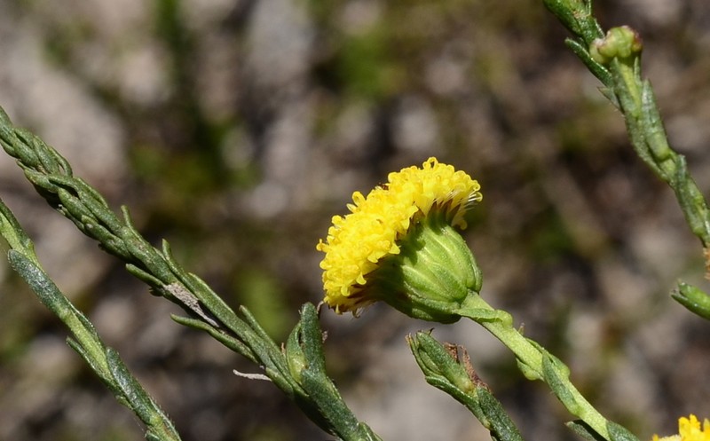 Chrysocoma esterhuyseniae