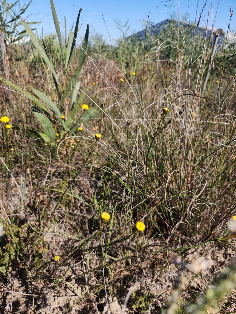 Chrysocoma esterhuyseniae photo 2