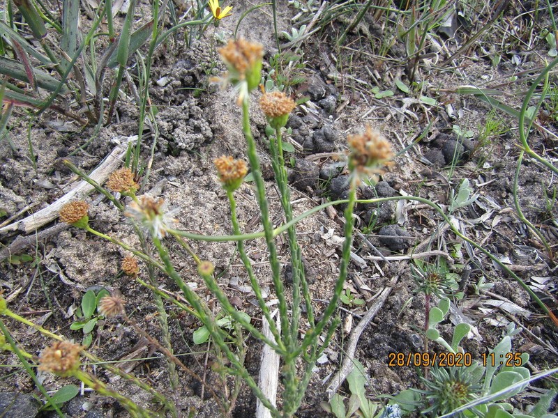 Chrysocoma esterhuyseniae photo 3