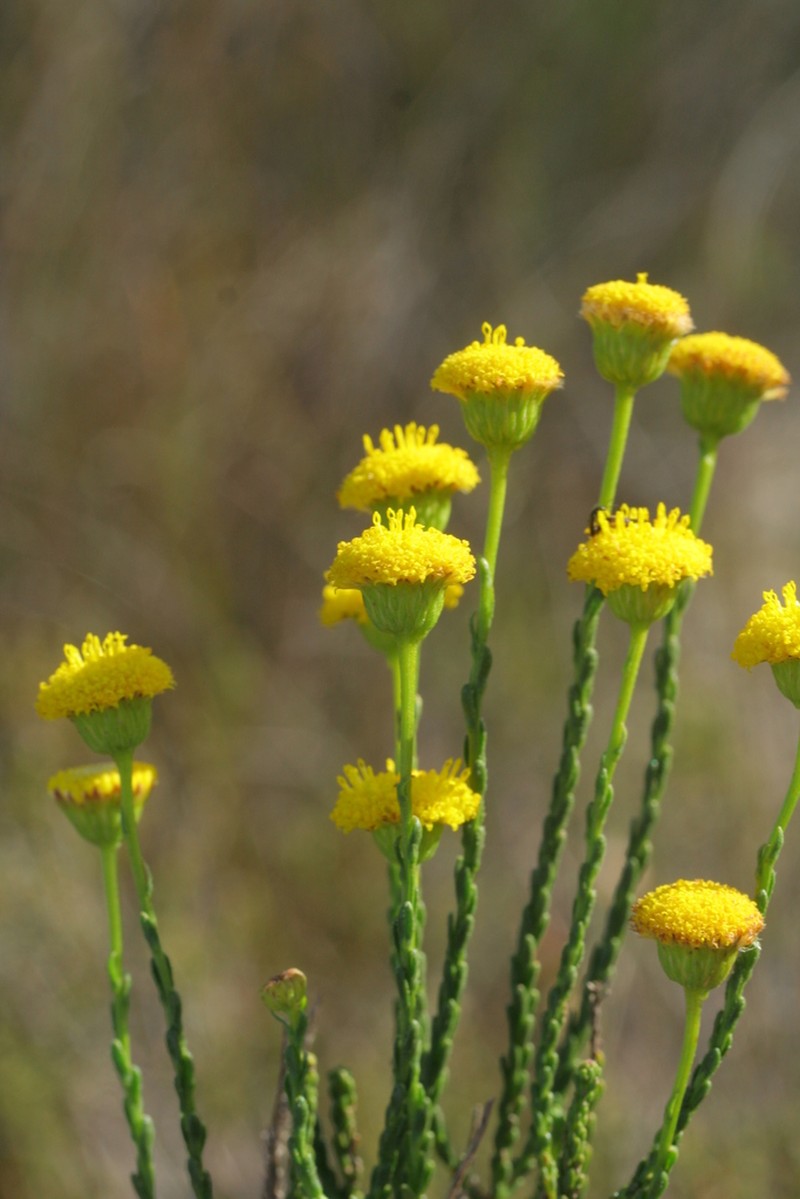 Chrysocoma esterhuyseniae photo 4