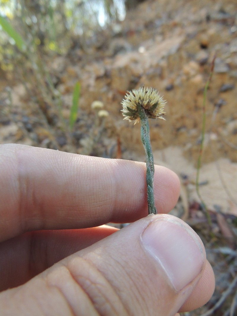Chrysocoma esterhuyseniae photo 5
