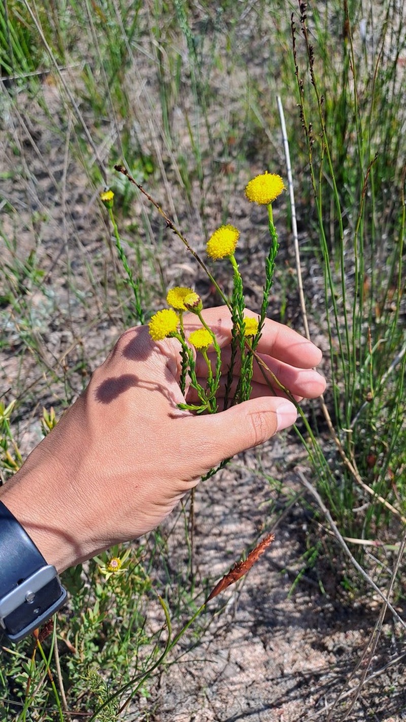 Chrysocoma esterhuyseniae photo 6