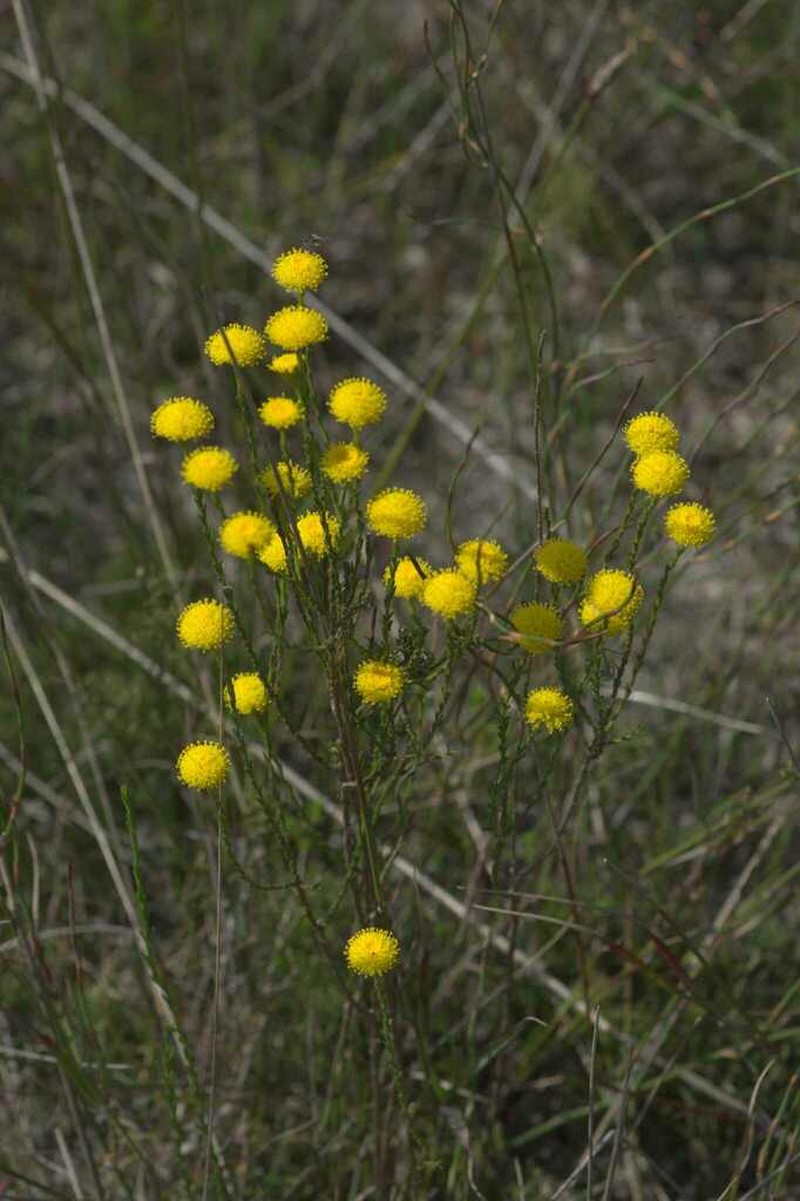Chrysocoma esterhuyseniae photo 7