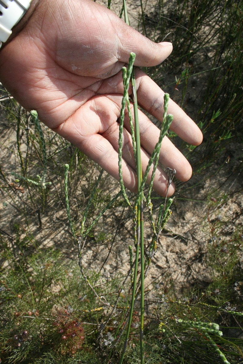 Chrysocoma esterhuyseniae photo 8
