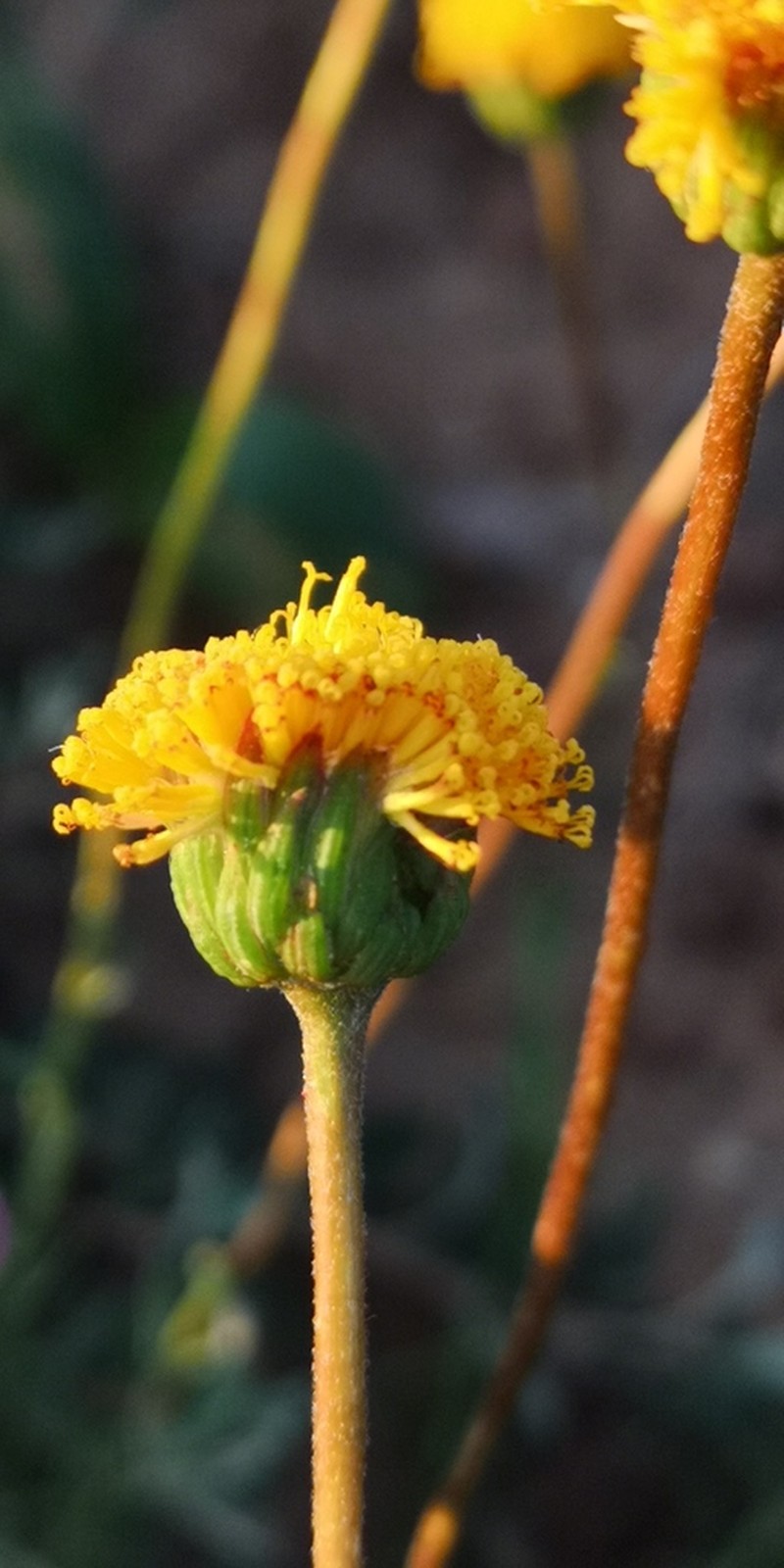 Chrysocoma hantamensis