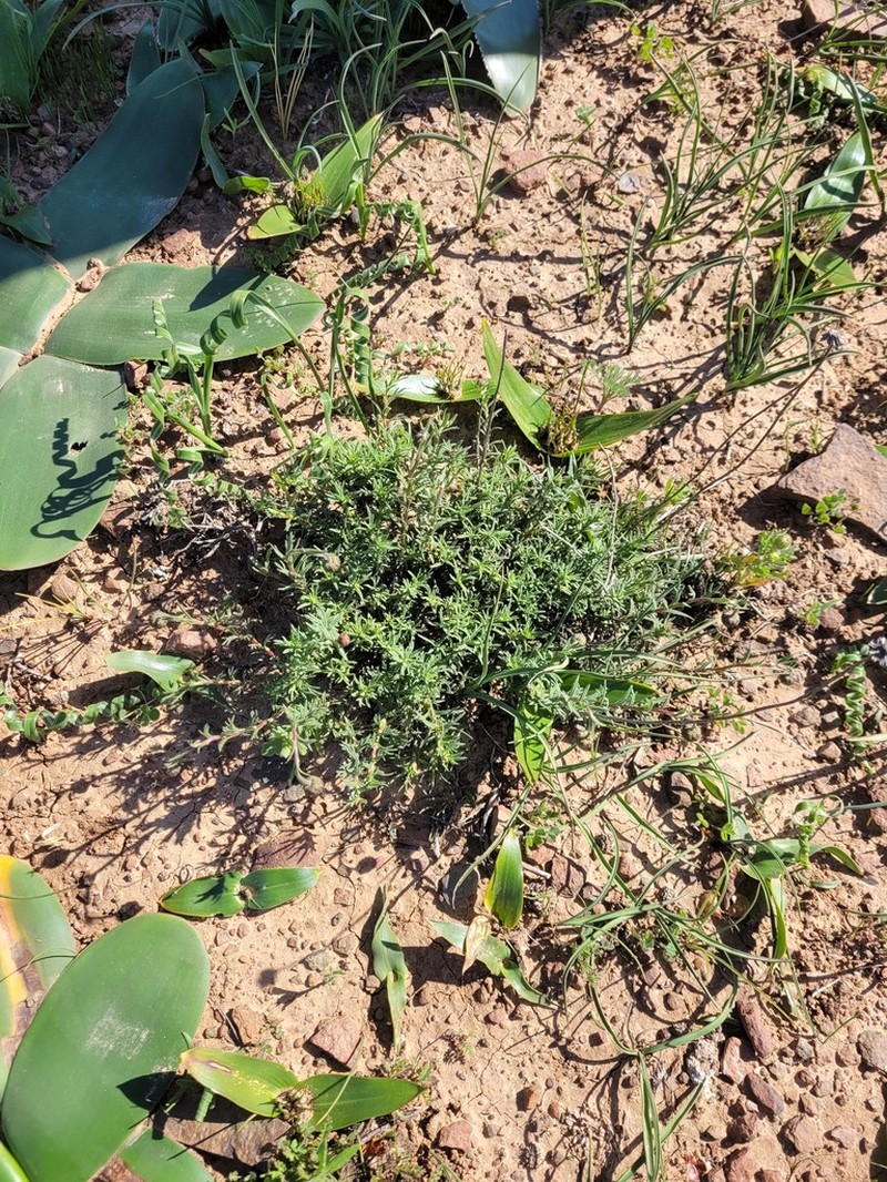 Chrysocoma hantamensis photo 2