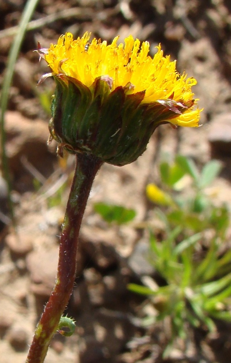 Chrysocoma hantamensis photo 3