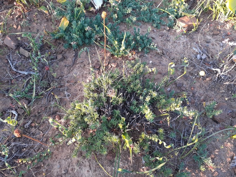 Chrysocoma hantamensis photo 4