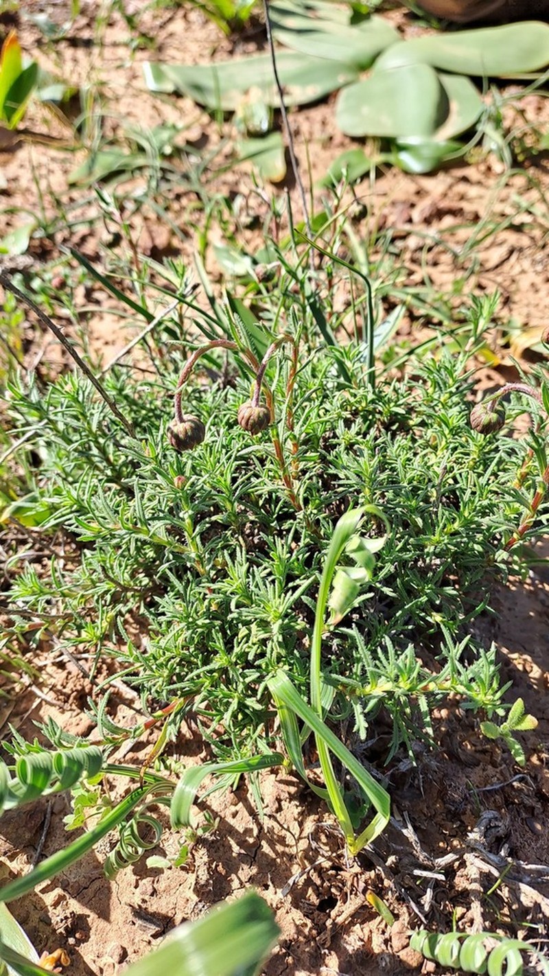Chrysocoma hantamensis photo 5