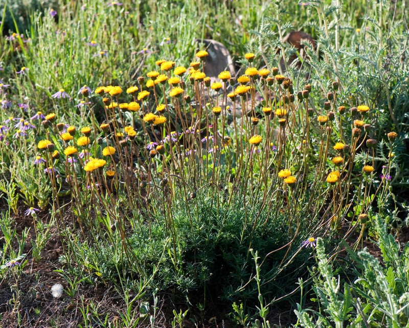 Chrysocoma hantamensis photo 6