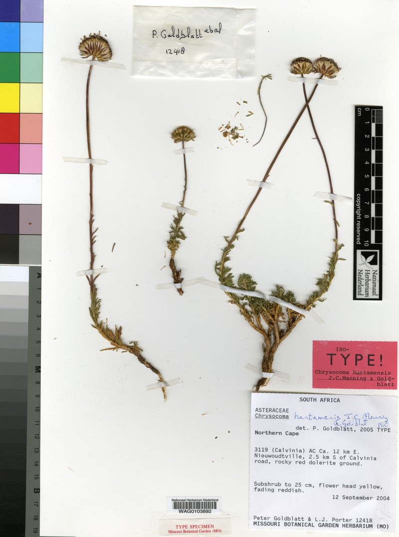 Chrysocoma hantamensis photo 8