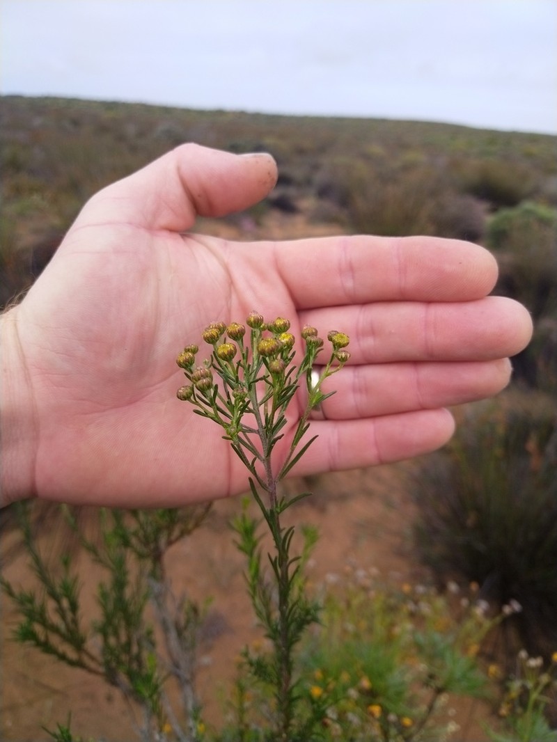 Chrysocoma longifolia