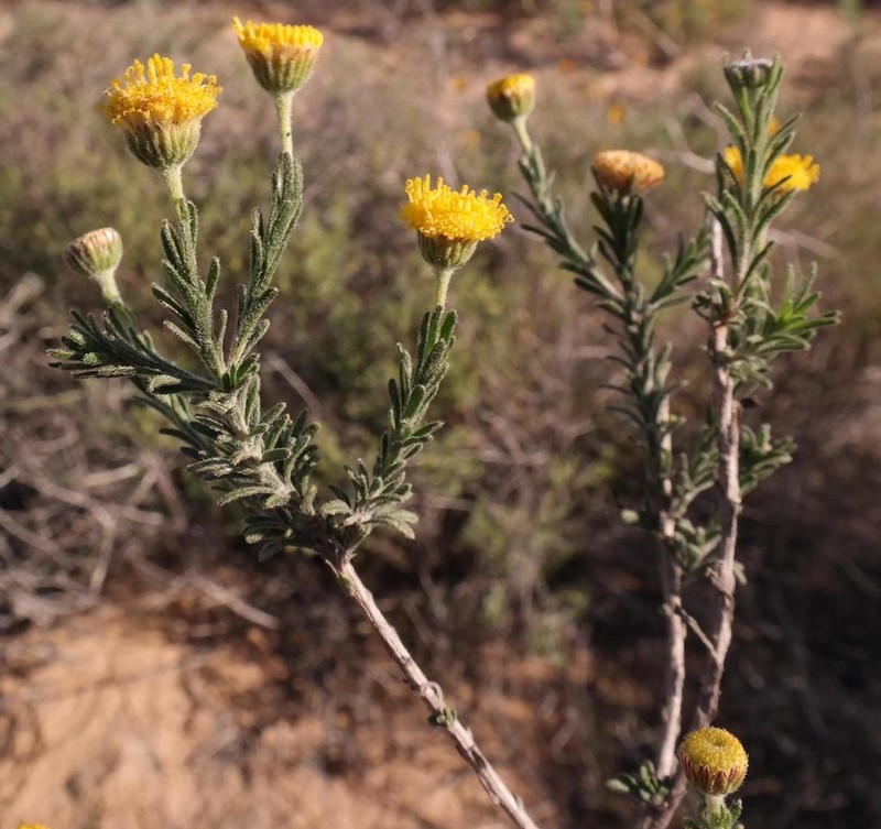 Chrysocoma longifolia photo 2