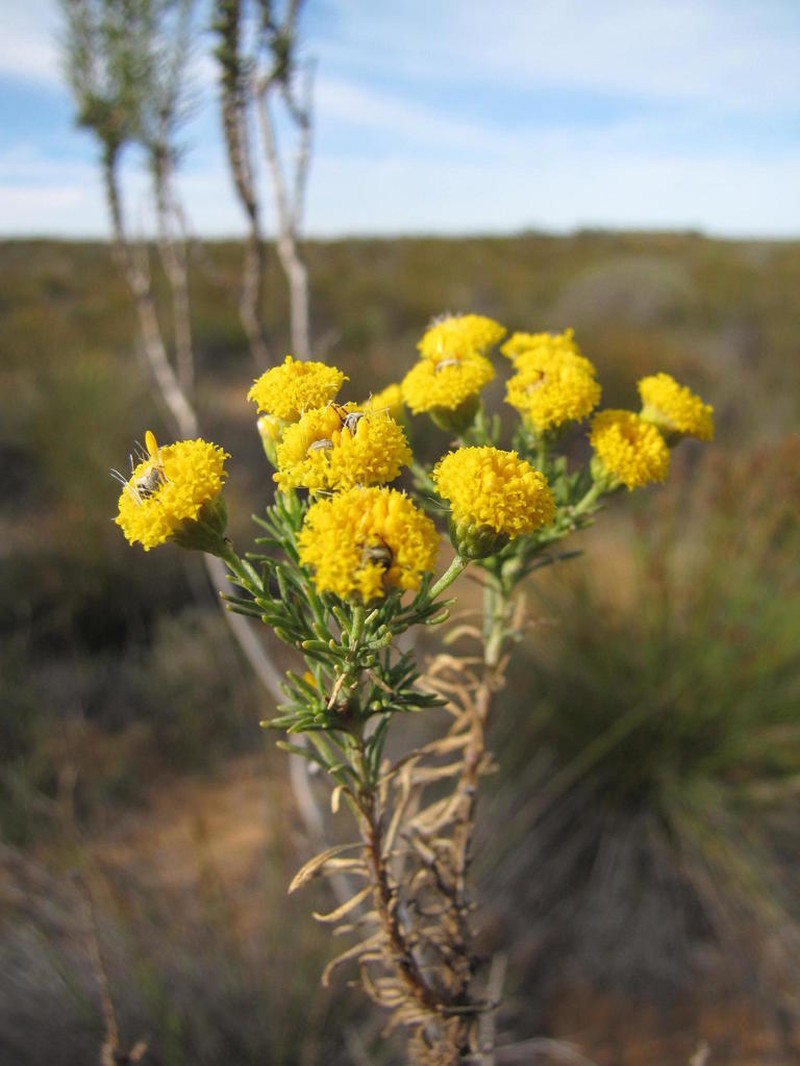 Chrysocoma longifolia photo 3